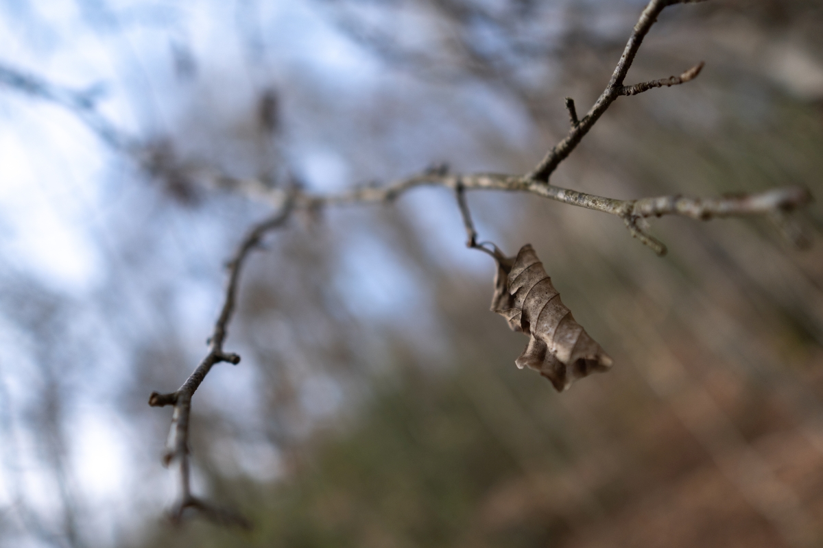 sigma-16-1-4-bokeh.jpg